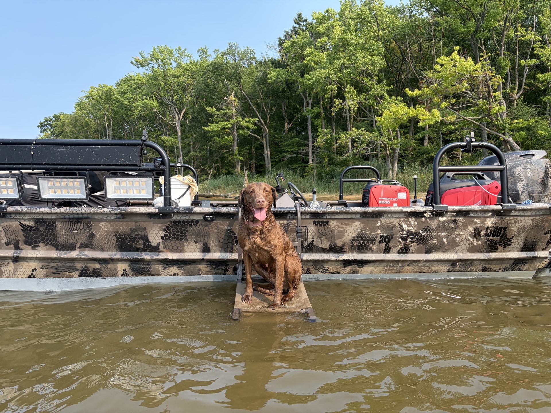 Retriever swimming back to the boat