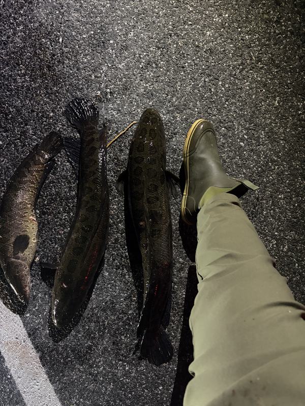 Three snakehead lined up on the ramp after a good night