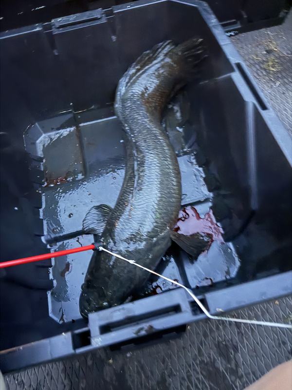Snakehead in the boat immediately after the shot