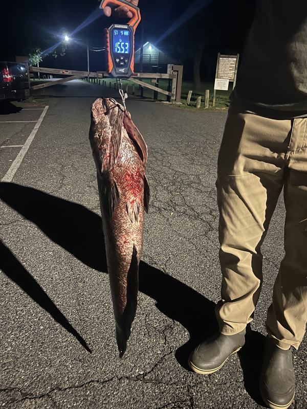 An unusually large snakehead measured at the dock
