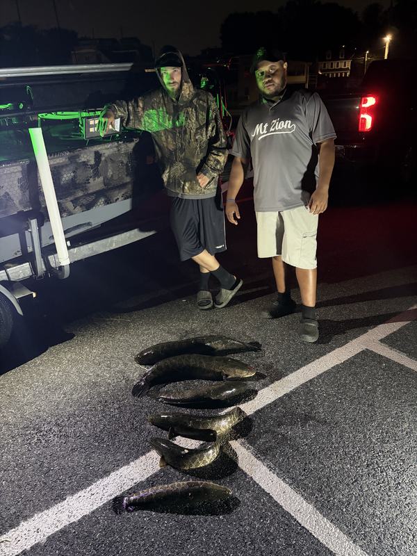 A night's catch of invasive snakehead laid out at the ramp