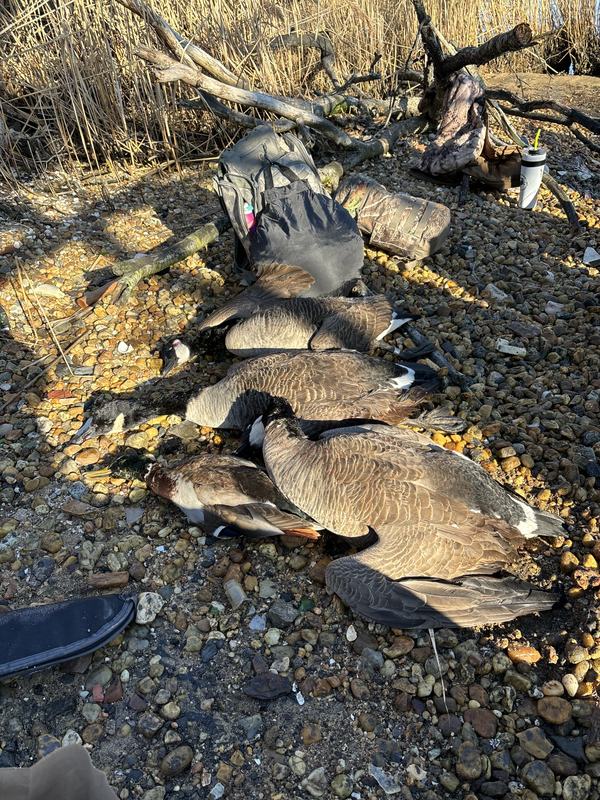Canada geese and decoys along the shoreline