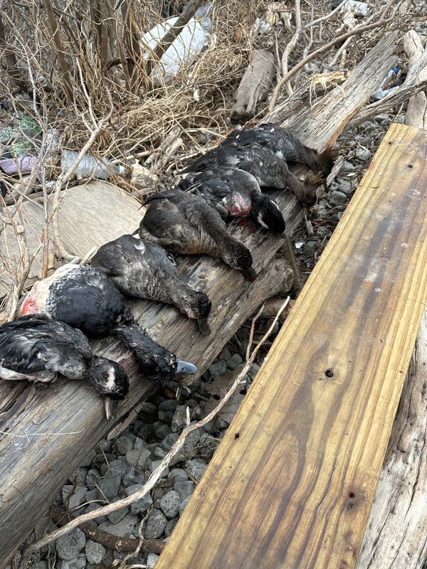 Ducks lined up on weathered dock boards