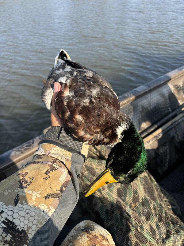 Drake mallard held up on the gunwale