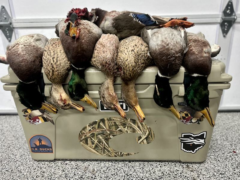 A strap of ducks resting across a decoy bag