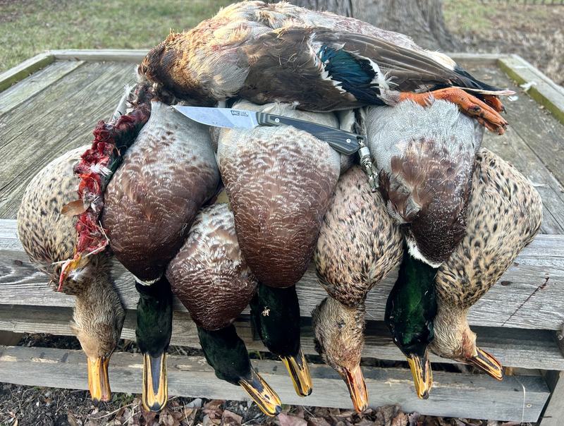 Puddle ducks laid out on the boat deck after a hunt