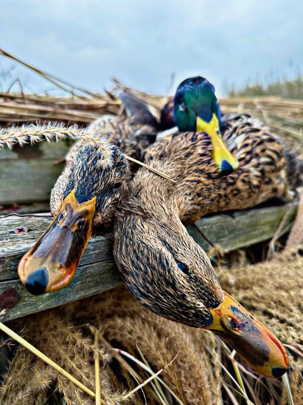 Mixed bag of puddle ducks arranged on the dock