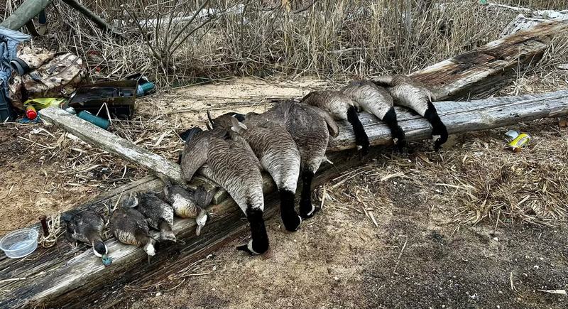 A line of Canada geese laid out on a fallen log