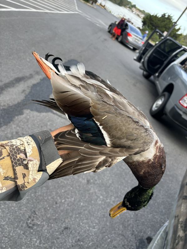 A drake mallard in hand