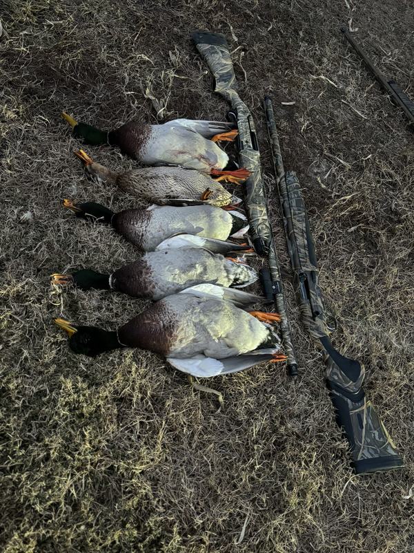 A morning's mallards laid out beside the gun