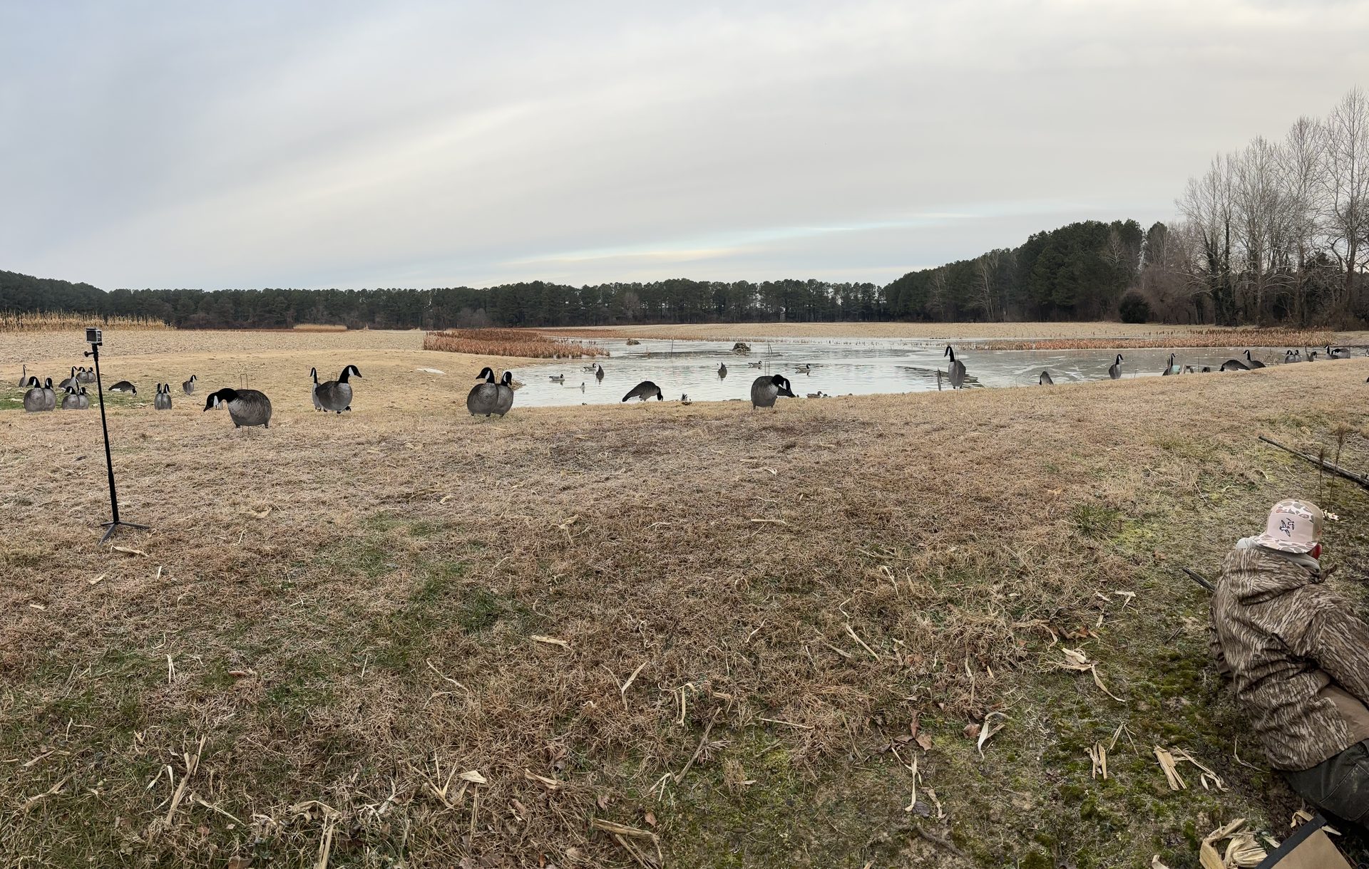 Goose decoy spread set out in a cut field