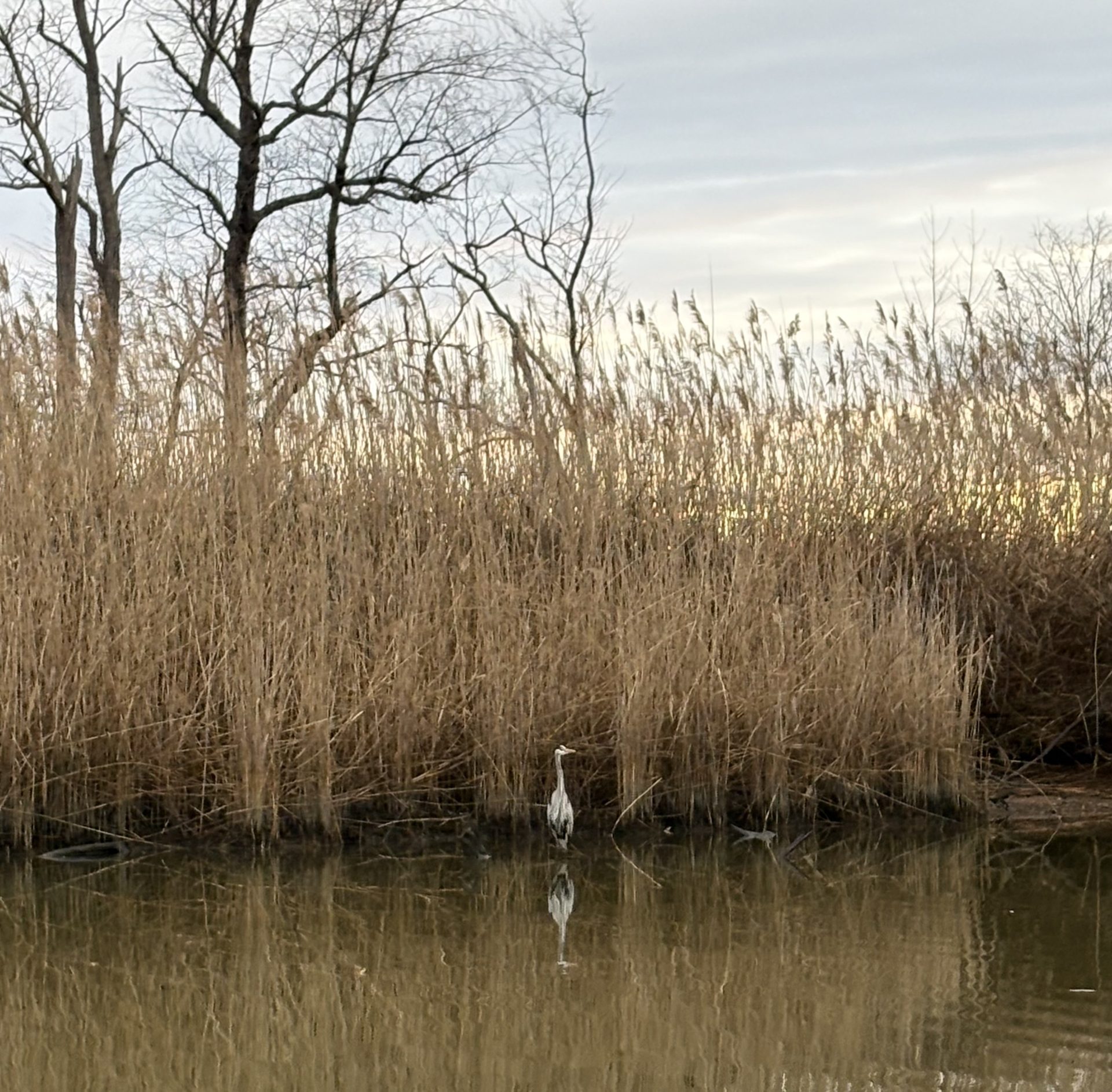 Warm evening light across the marsh grass and open water